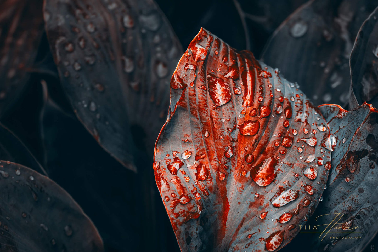 Crimson Tears - Gallery Edition - Tiia Hurme Photography