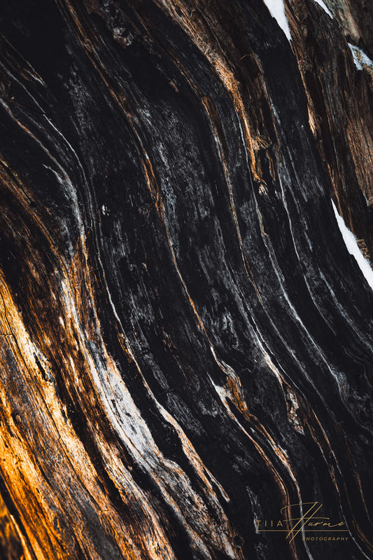 Metsän Vanhin II (Keepsake Fine Art Print)