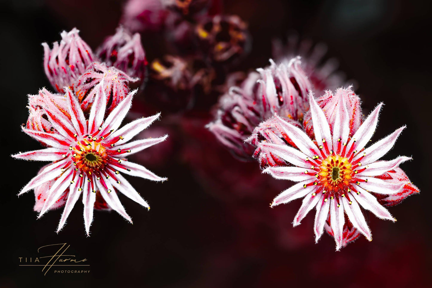 Look What You Made Me Do - Gallery Edition - Tiia Hurme Photography