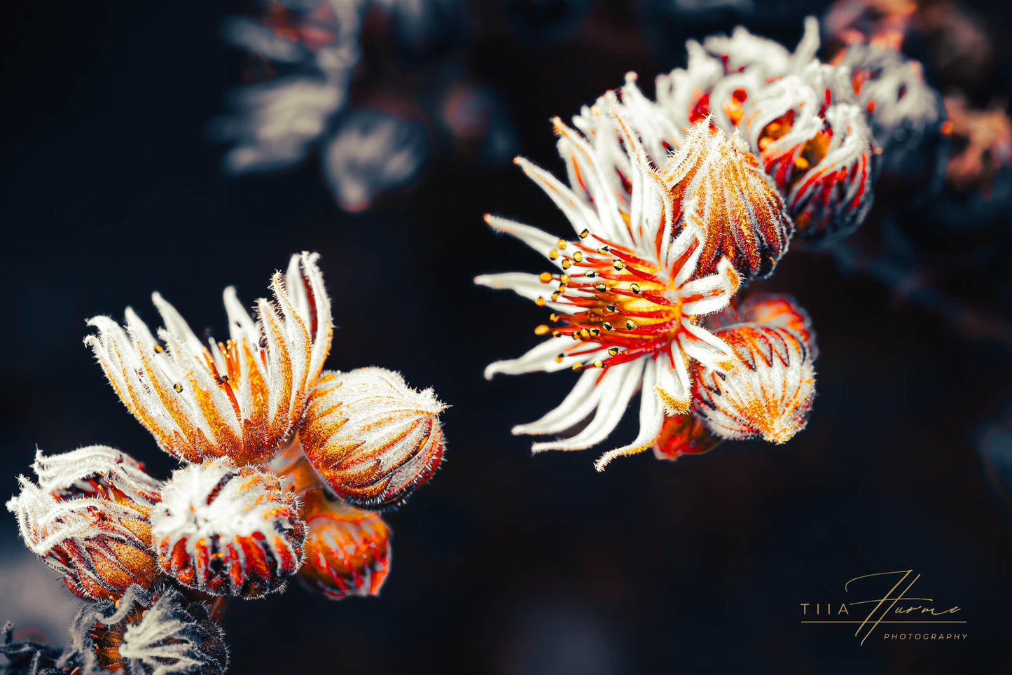 Who's Afraid Of Little Old Me - Gallery Edition - Tiia Hurme Photography