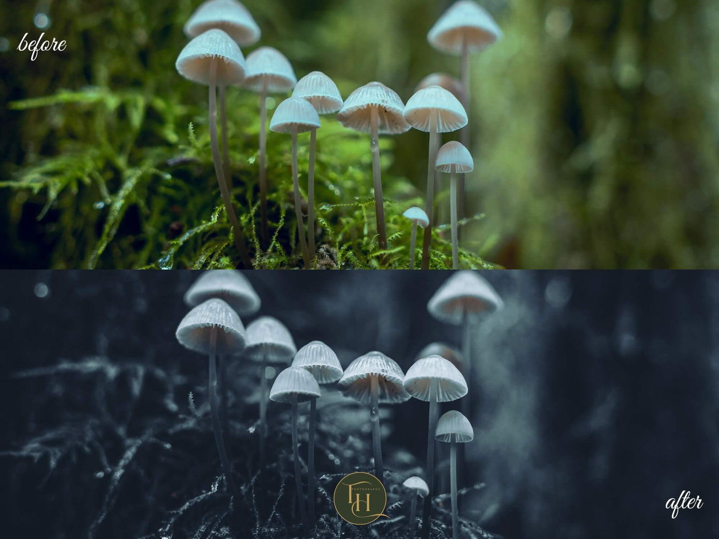 Nocturnal Forest Lightroom Preset Pack