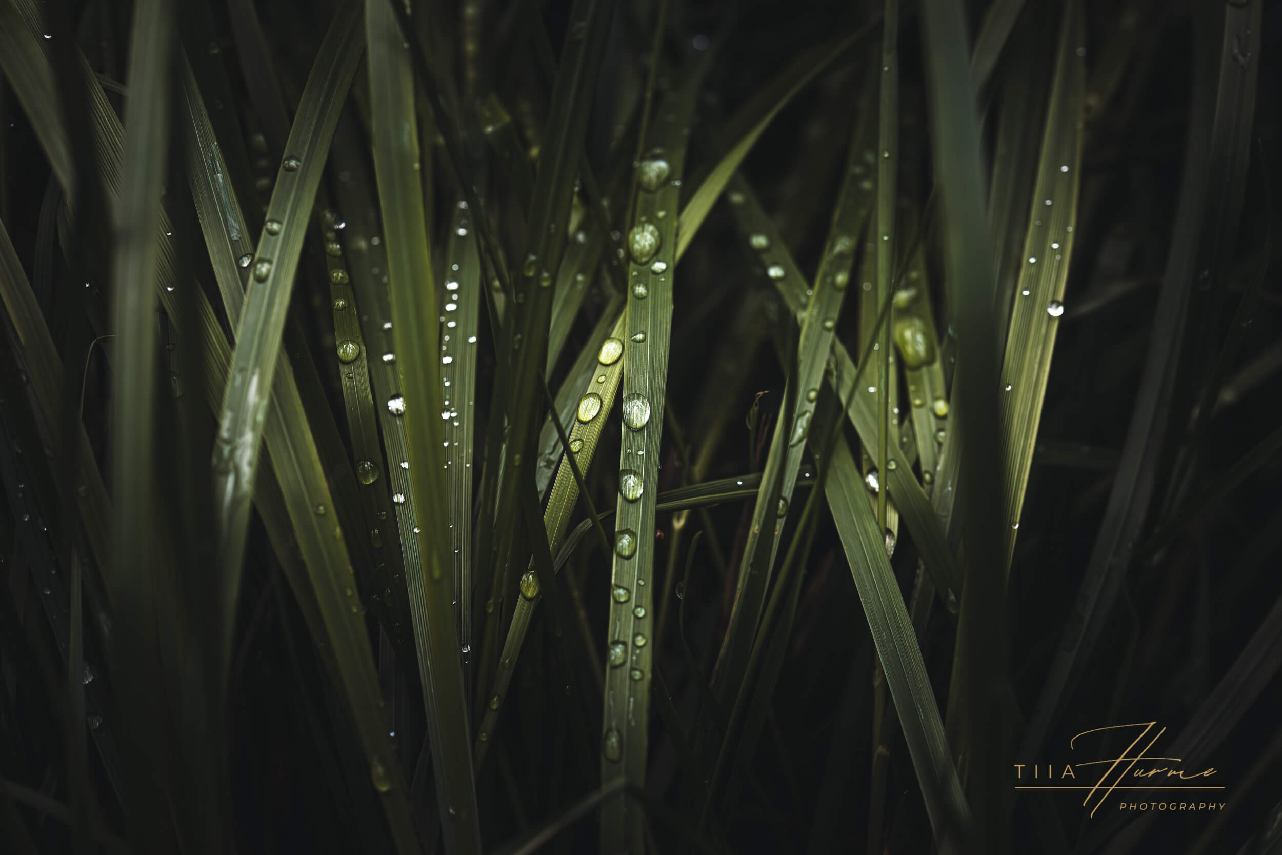 Caring for Your Precious Fine Art Prints - Tiia Hurme Photography