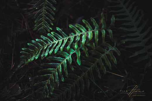 A bold and moody close-up of a green fern leaf, symbolizing the calm, structured rhythm of an artist's day.