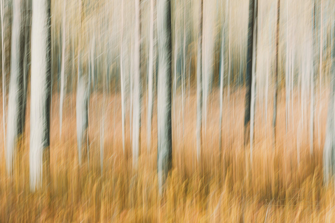 Introducing my newest collection — Echoes from the Forest — to you