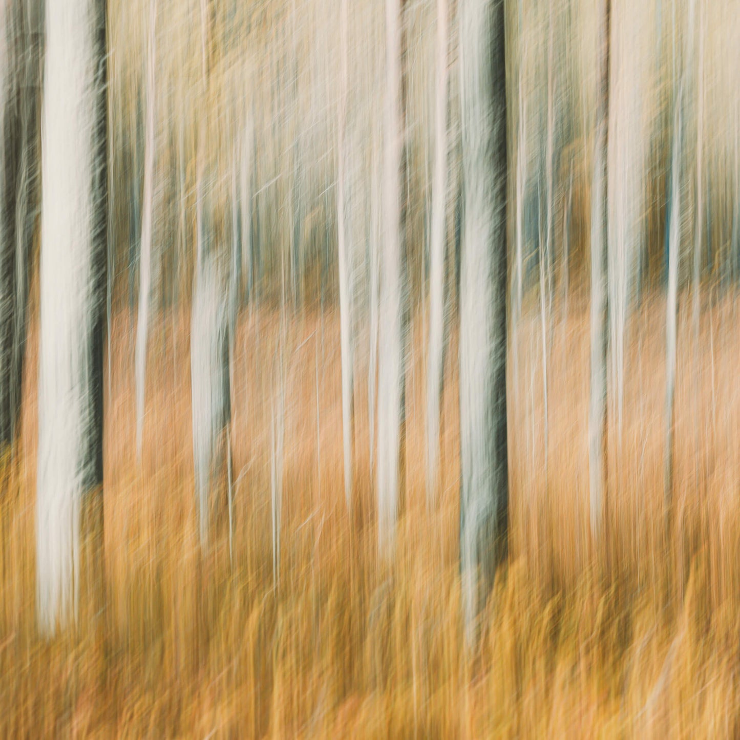 Echo (Keepsake Fine Art Print)