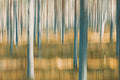 Heartwood