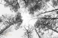 Taivaan Portti - Tiia Hurme Photography