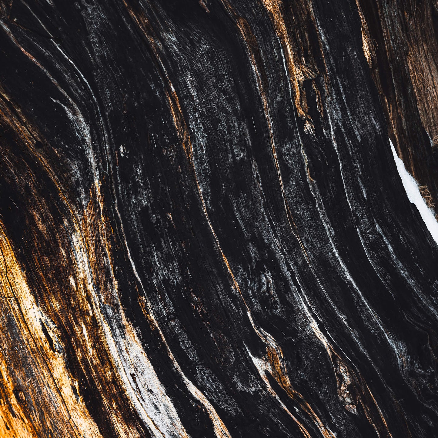 Metsän Vanhin II (Mini Fine Art Print)