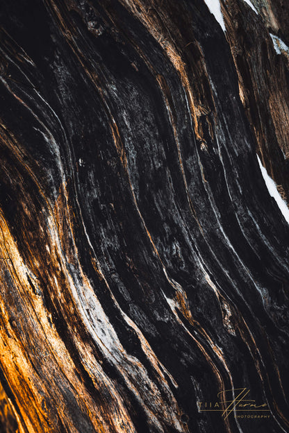 Metsän Vanhin II (Mini Fine Art Print)