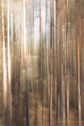 Rootbound