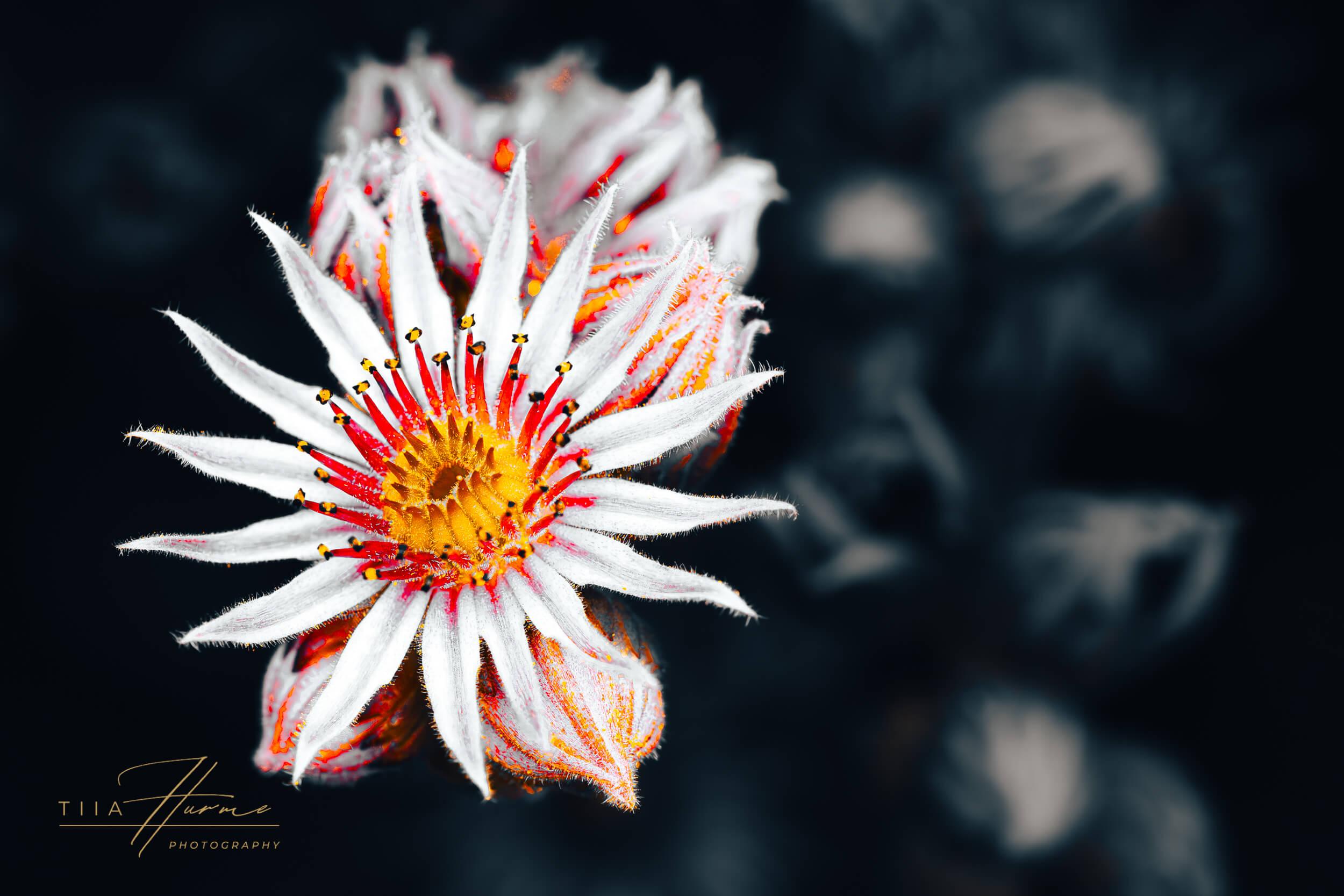 Shadows of Ourselves - Gallery Edition - Tiia Hurme Photography