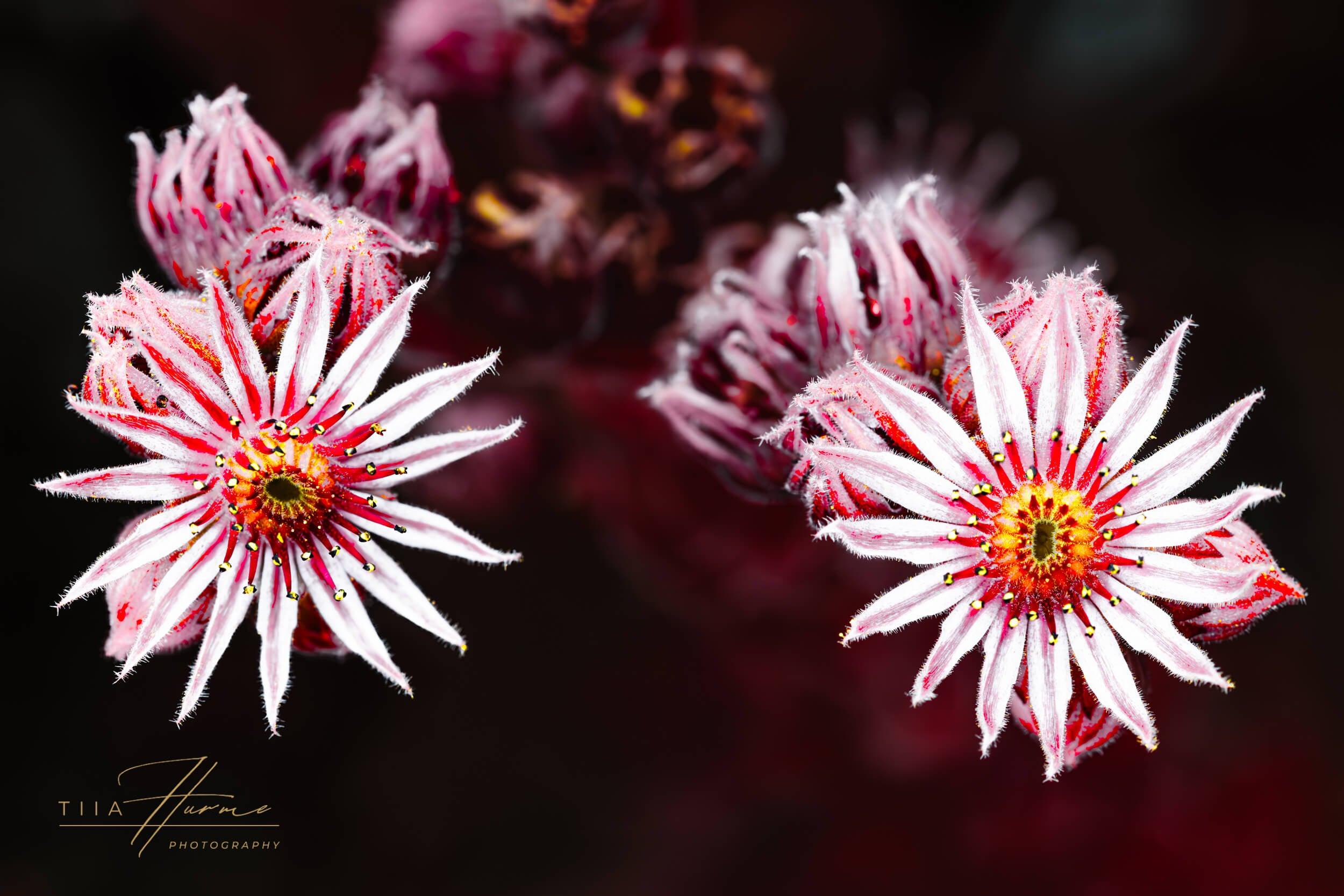 Look What You Made Me Do - Gallery Edition - Tiia Hurme Photography