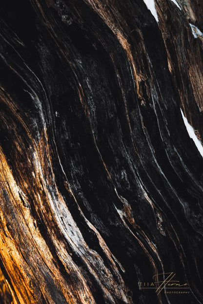 The Elders Set - Tiia Hurme Photography